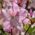 Rhododendron schlippenbachii Květ