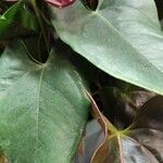 Anthurium andraeanum Φύλλο