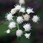 Eupatorium rugosum 花