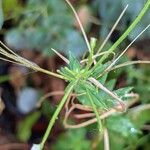 Epilobium roseum Frugt