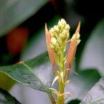 Photinia glabra Flor