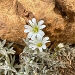 Cerastium gibraltaricum Květ