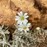 Cerastium gibraltaricum Blüte