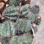 Melocactus intortus خشب
