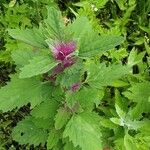 Chenopodium giganteum Leaf