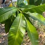 Alstonia macrophylla Folha