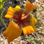 Trimezia juncifolia Flower
