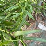 Artemisia dracunculus Blad