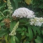 Buddleja asiatica Květ