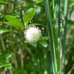 Cephalanthus occidentalisFlower