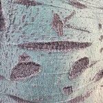 Brachychiton rupestris Rinde