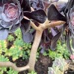 Aeonium arboreum പുറംതൊലി