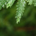 Selaginella cathedrifolia