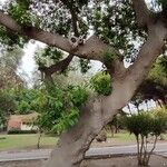 Ficus macrophylla Habit