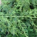 Artemisia annua Blatt