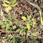 Blepharis maderaspatensis Leaf