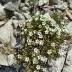 Sabulina verna Flors