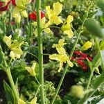 Brassica montana Blüte