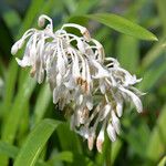 Ophiopogon jaburan Flor