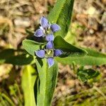 Gentiana cruciata花