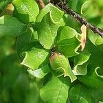 Luma apiculata Lehti