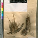 Eragrostis georgii Otro