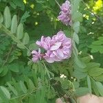 Robinia hispida Flor