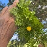 Vachellia farnesiana Kvet