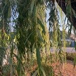Salix babylonica Hoja