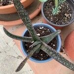 Gasteria carinata Leaf