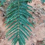 Peltophorum africanum Leaf