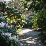 Rhododendron praevernum Habitus