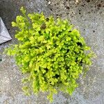 Selaginella kraussiana Агульны выгляд