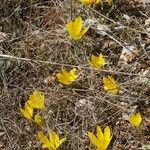 Sternbergia sicula आदत