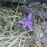 Colchicum longifolium Kvet