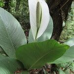 Spathiphyllum wendlandii Hoja