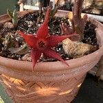 Stapelia schinzii Цвят