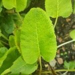 Primula florindae Leaf