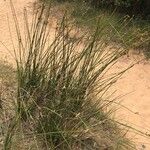 Scirpoides holoschoenus Hábitos