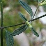 Galeopsis ladanum Blatt