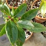 Enkianthus quinqueflorus ഇല