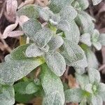 Cerastium biebersteinii ഇല