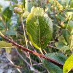 Sorbus chamaemespilus Folio