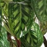 Calathea roseopicta Hoja