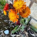 Pilosella guthnikiana Hábito