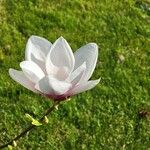 Magnolia × soulangeana Bloem