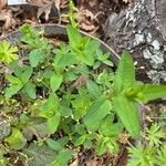 Hypericum maculatum Leaf