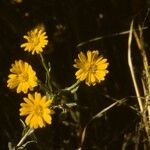 Chrysopsis mariana Flower