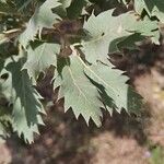 Quercus ithaburensis 葉