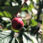 Cotoneaster salicifolius Fruto